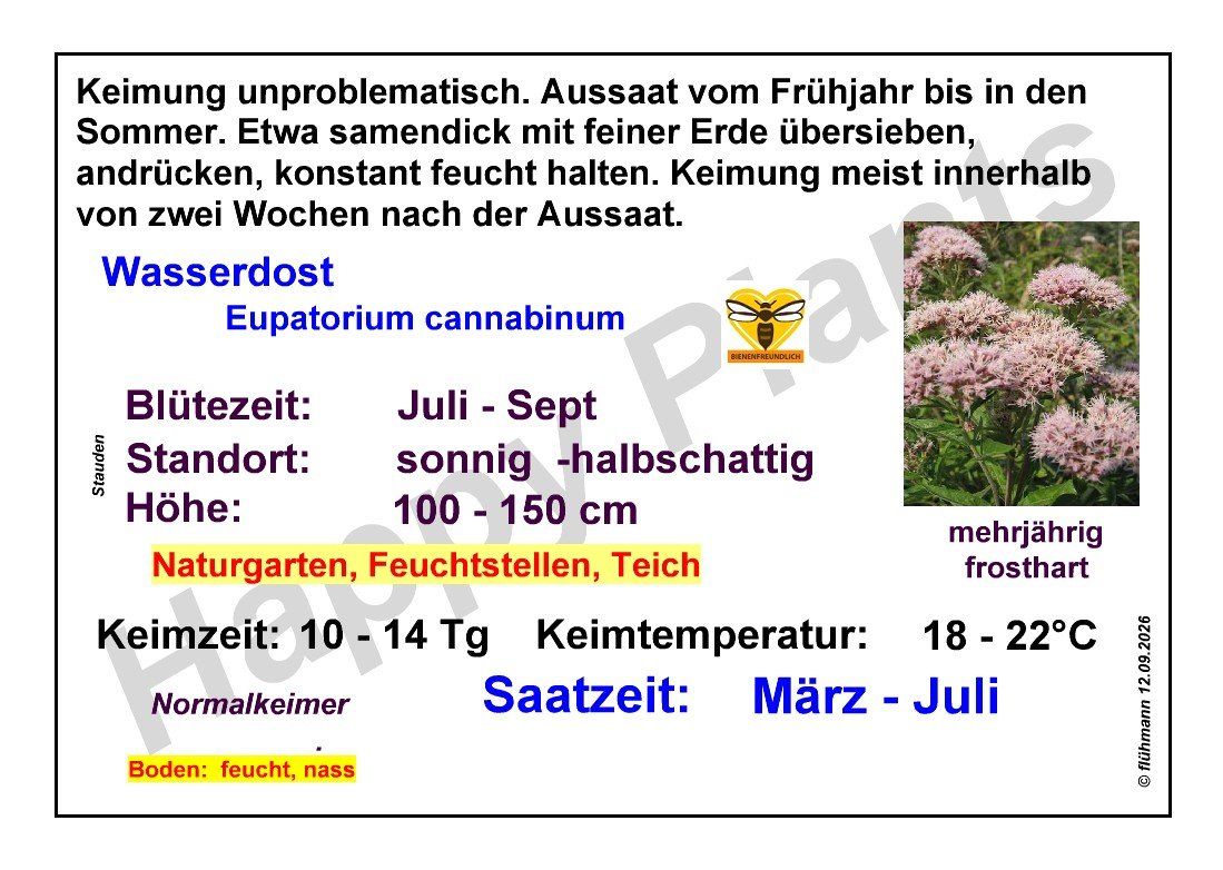 Pflanzen & Samen: Wasserdost - Eupatorium cannabinum - 350 Samen – Neu und originalverpackt aus Sumiswald von Cham14558 2