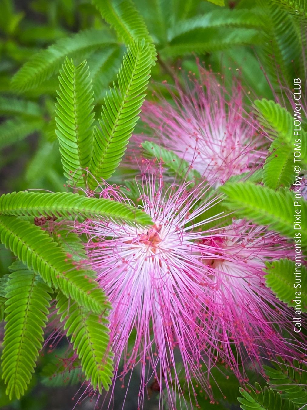 Piante & sementi: Calliandra Surinamensis Dixie Pink - sehr stark duftend – Nuovo e nell'imballaggio originale da Adliswil venduto da astom369