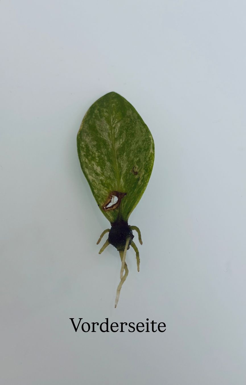 Pflanzen & Samen: Zamioculcas Zamiifolia Variegata – Gebraucht aus Spreitenbach von GreenThumb
