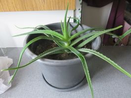 XL Aloe Vera Pflanze 🤩mit einem 44 cm Topf