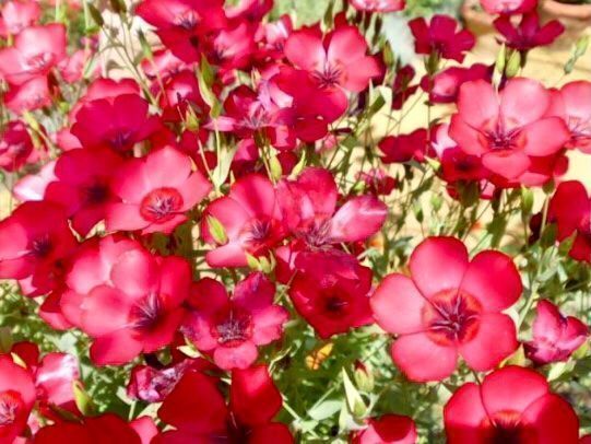 Piante & sementi: 30 Samen  Grossblumiger Lein RUBRUM ROT – Nuovo e nell'imballaggio originale da Rovio venduto da POSITIFFARTandPLANTS 9