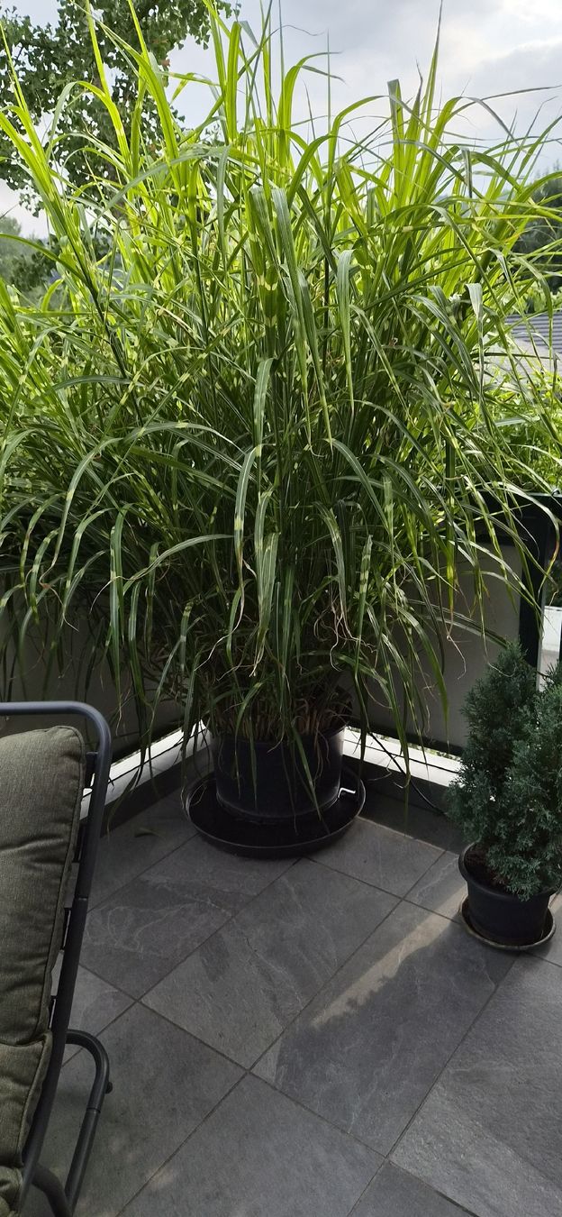 Plantes & graines: schilf im topf für balkon oder garten – D'occasion à Münsingen par Mwyssenbach