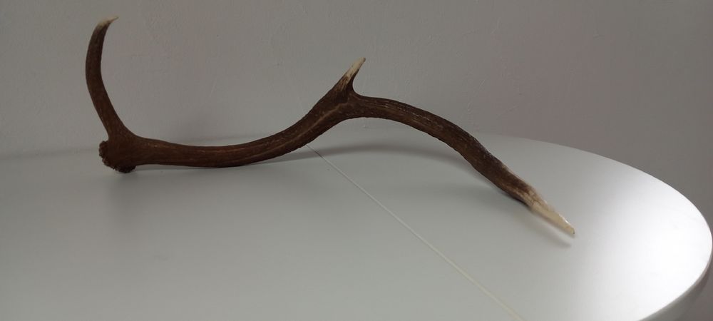 Welt der Tiere: Abwurfstange vom Hirsch – Gebraucht aus Buttikon SZ von MH1976 2