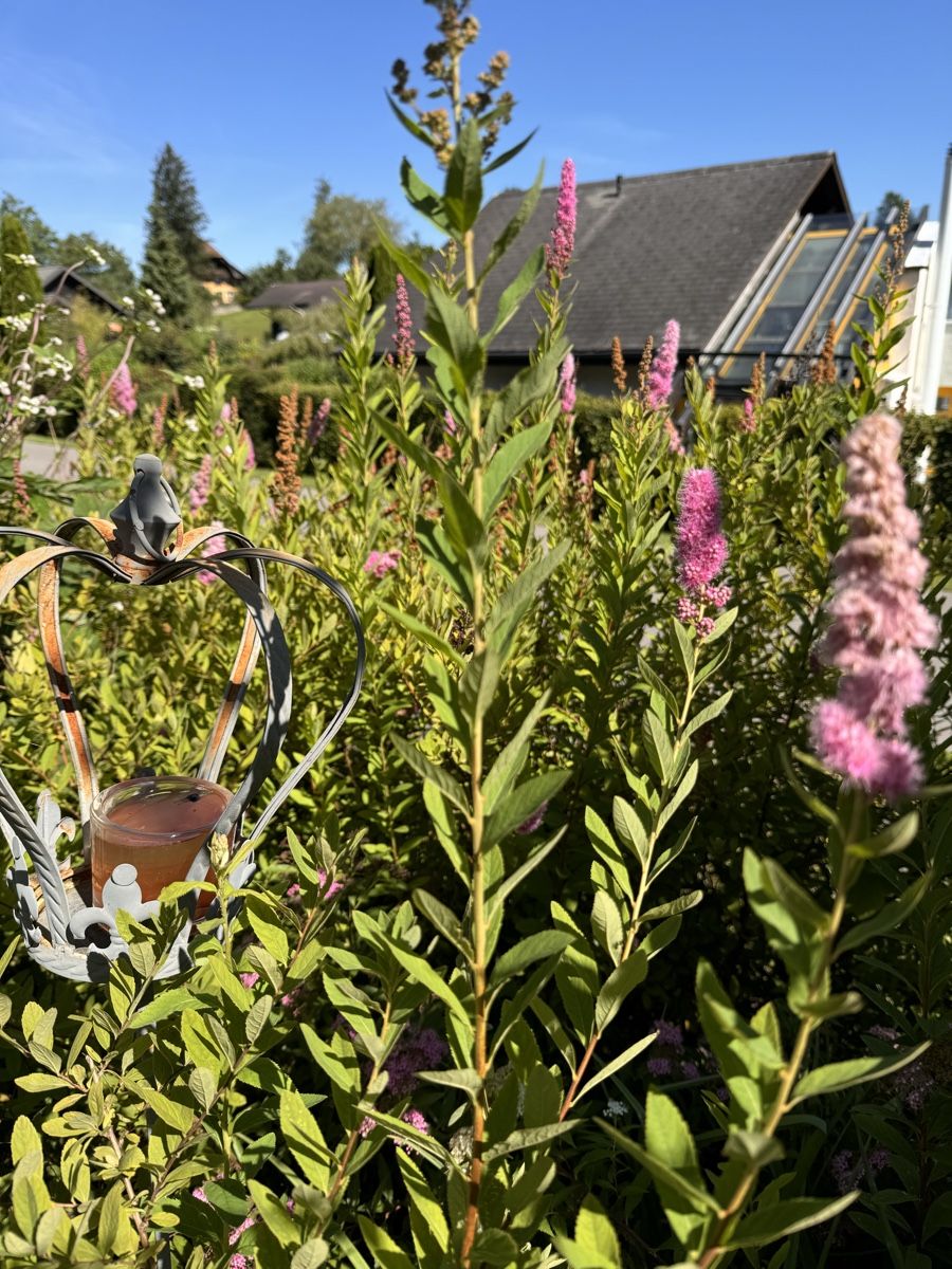 Pflanzen & Samen: Spiraea Rosa – Gebraucht aus Höfen b. Thun von Leonie2112