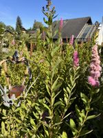 Spiraea Rosa