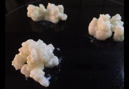 Kefir Knolle/ Pilz
