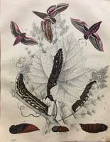 Altkolorierter Lithographie 1850  - Weinschnurrer