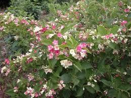 Piante & sementi: Weigelia bicolore blanc rose 15-20cm – Nuovo (secondo la descrizione) da Bremblens venduto da FIBONACCI369 2