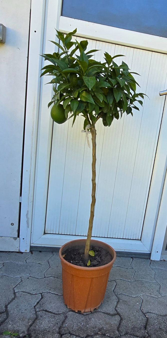 Piante & sementi: Orangenbaum mit Früchten – Usato da Aarburg venduto da popkorn65 2