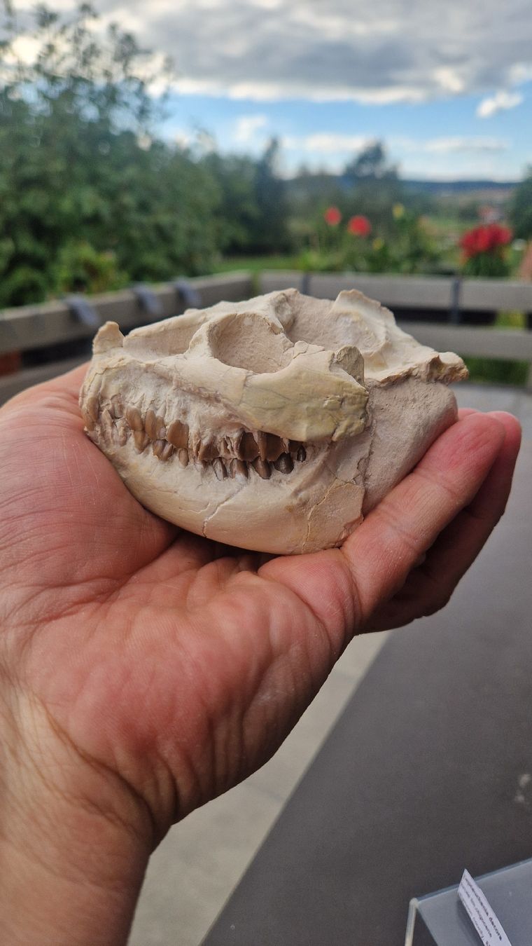 Fossilien: Fossiler Laptauchenia decora – Gebraucht aus Niederhasli von rehauge01 2