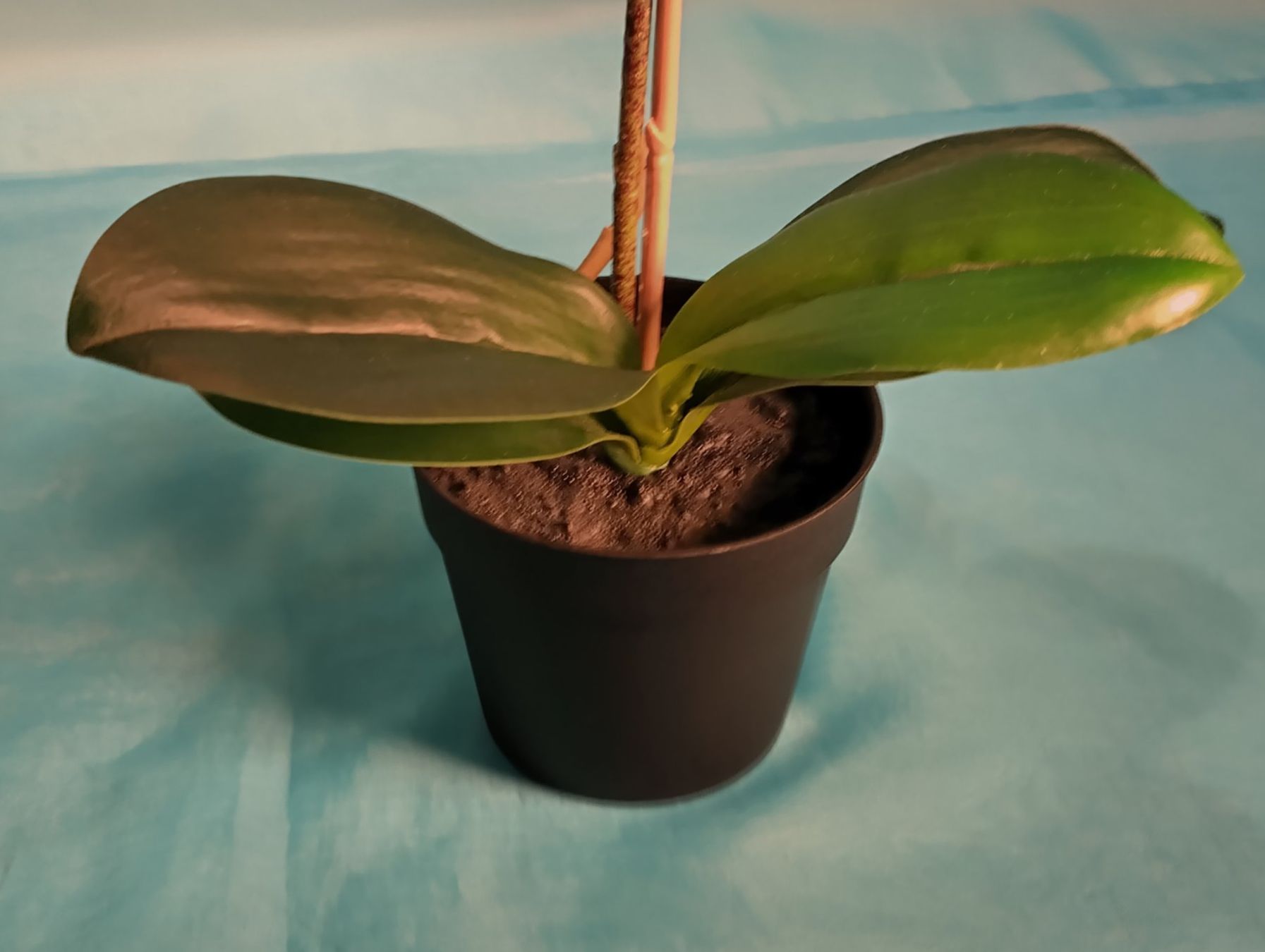 Pflanzen & Samen: Weisse Phalaenopsis im Topf, H: 32cm, Ikea – Neu (gemäss Beschreibung) aus Bellach von JingleCherry 3