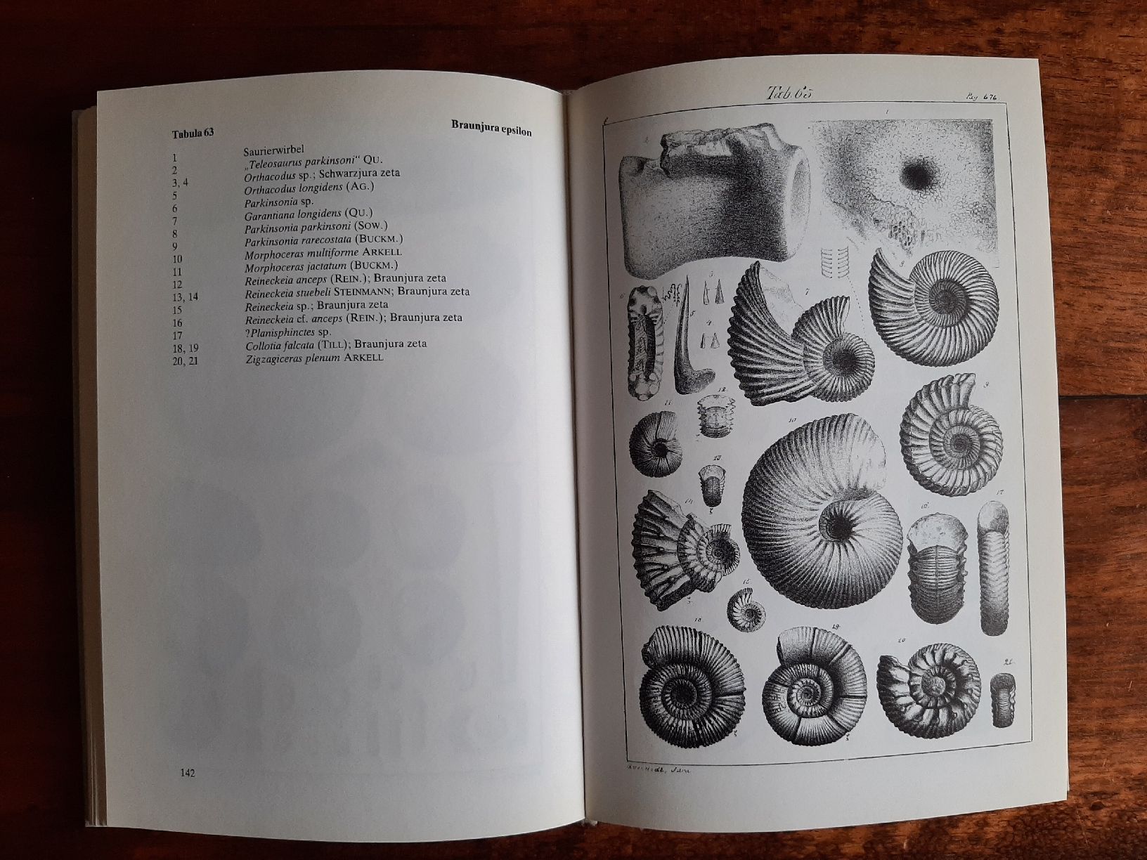 Libri: Fossilien Buch Der Jura – Usato da Rickenbach BL venduto da Oktober68 5