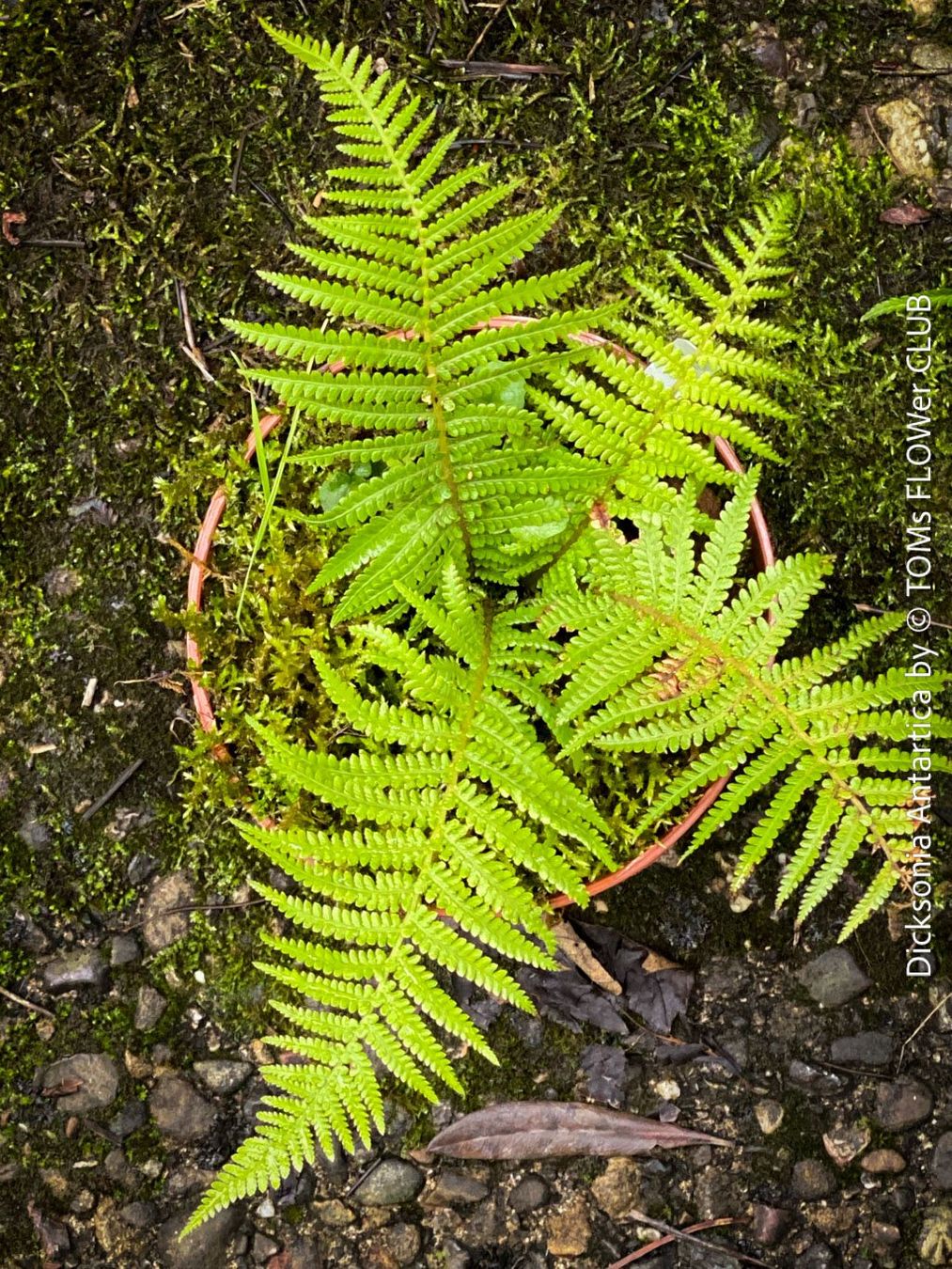 Piante & sementi: Dicksonia Antartica - traumhafter Baumfarn – Nuovo e nell'imballaggio originale da Adliswil venduto da astom369 1
