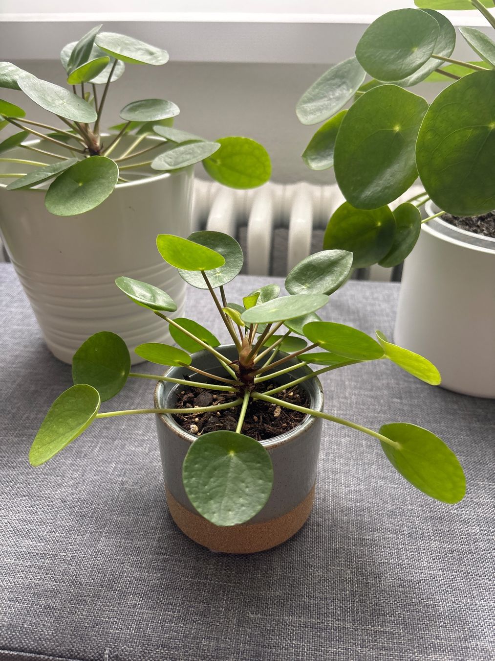 Piante & sementi: Zimmerpflanze Pilea Peperomioides – Nuovo (secondo la descrizione) da Lyss venduto da jba_s2my 3