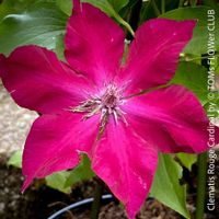 Clematis Rouge Cardinal - voll winterhart für den Garten