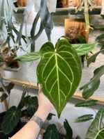 Anthurium KOS(x) x crystallinum/AOS „narrow veins“