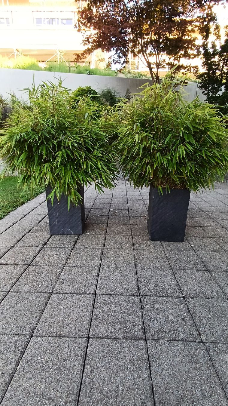 Winterfester Bambus im Topf, 2 Stck, ideal fr Garten! (Gebraucht) in  Wohlen AG fr CHF 100  nur Abholung auf Ricardo kaufen