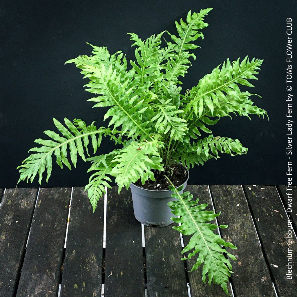 Pflanzen & Samen: Blechnum Gibbum 'Silver Lady' - Zwerg-Baumfarn – Neu und originalverpackt aus Adliswil von TAKEYOURPLANT 7