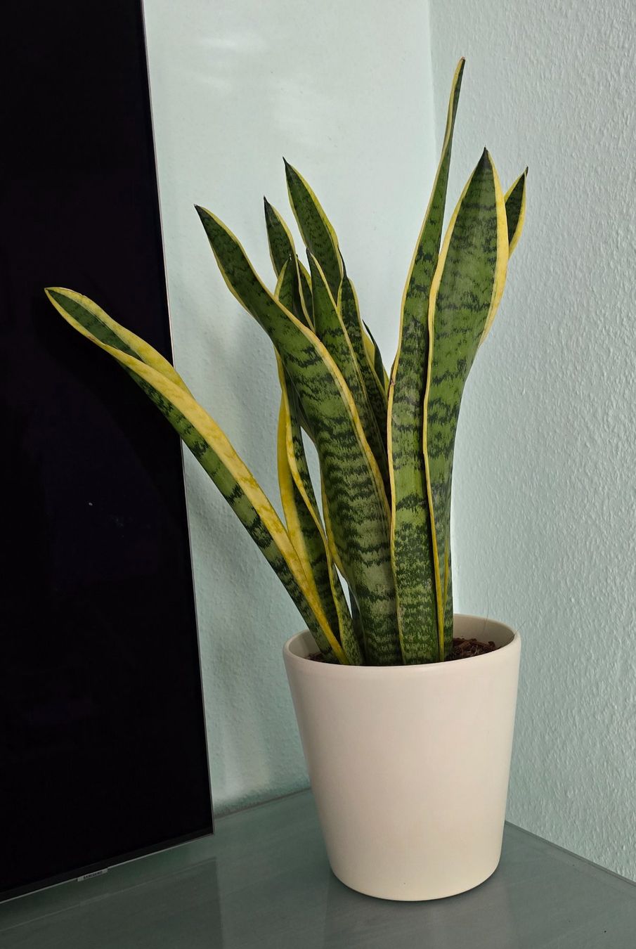 Piante & sementi: Sansevieria, Bogenhanf Zimmerpflanze mit Topf – Nuovo (secondo la descrizione) da Aarburg venduto da Glitzerschein 3