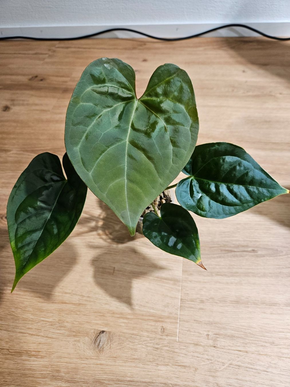 Piante & sementi: Anthurium Karma Crystal x Luxurians – Nuovo (secondo la descrizione) da Buttikon SZ venduto da Jagoda87