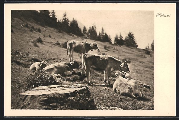 Ansichtskarten: AK Flumserberg, Alpidyll mit Kühen – Gebraucht aus Berlin von bartko-reher