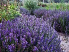 300 Samen Ysop Blau Hyssopus Officinalis Blume Staude Kraut
