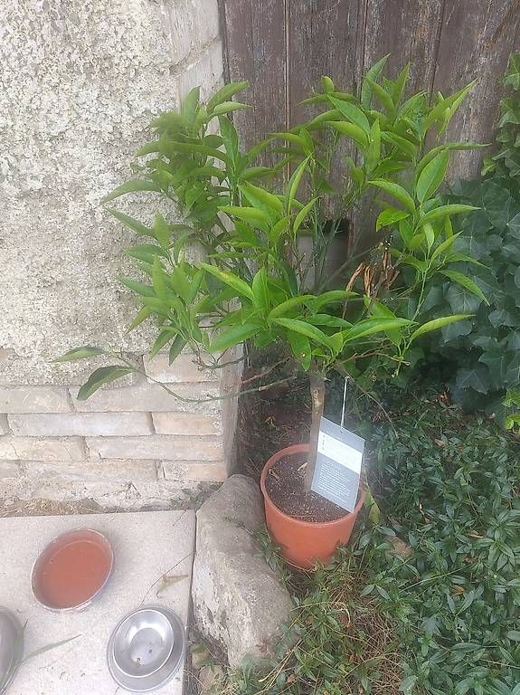 Piante & sementi: Clementine baum – Nuovo e nell'imballaggio originale da Hofstetten ZH venduto da Gischis
