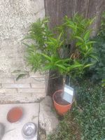 Clementine baum