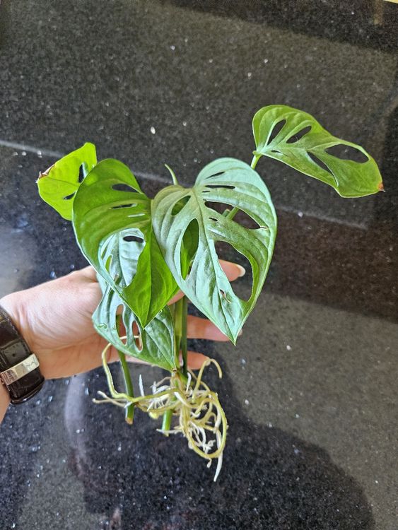 Monstera adansonii | Kaufen auf Ricardo