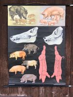 Schulwandbild schwein wildschwein tier
