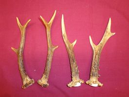 Reh, Geweihe, Trophäe, Horn, Dekoration, Jagd Abwurfstangen