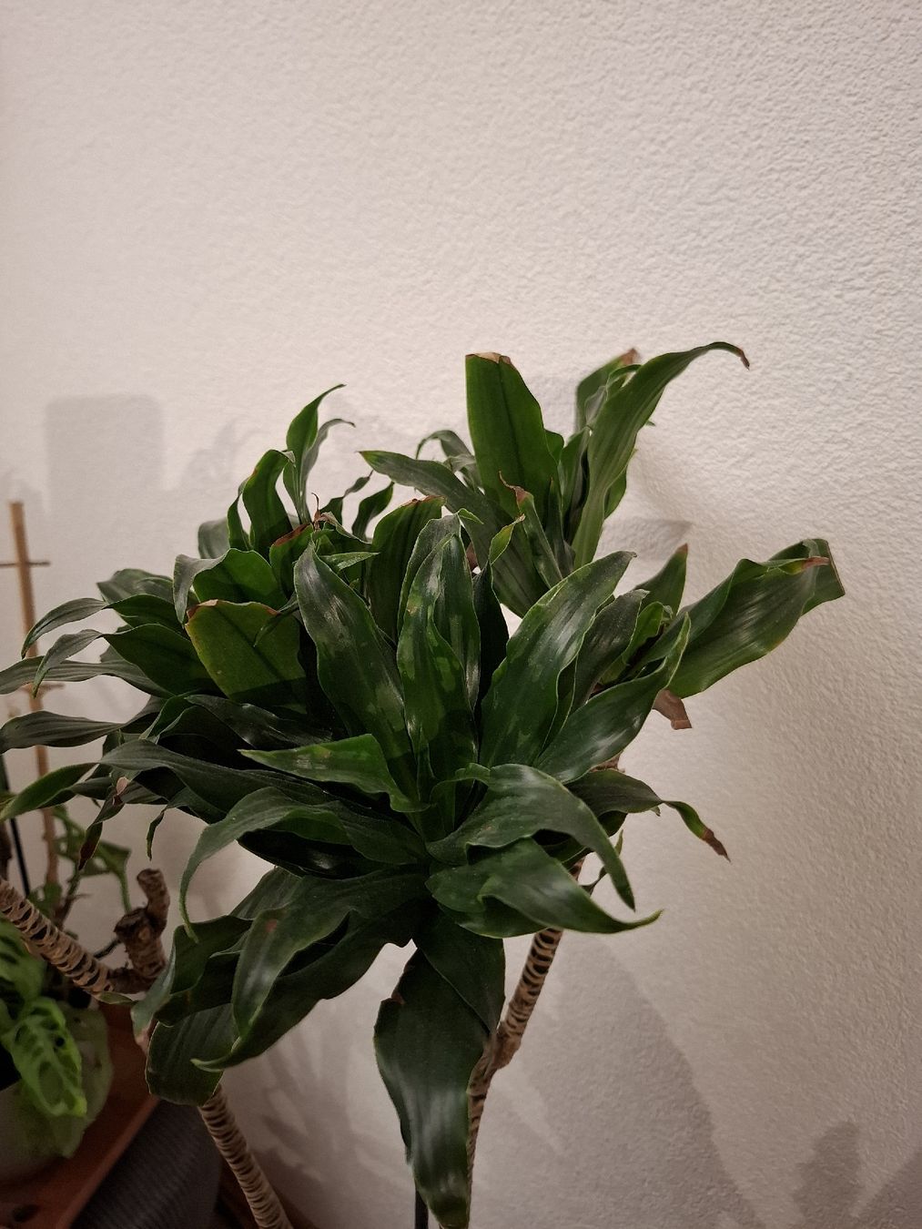 Piante & sementi: Drachenbaum – Usato da Zeihen venduto da P_B4 3