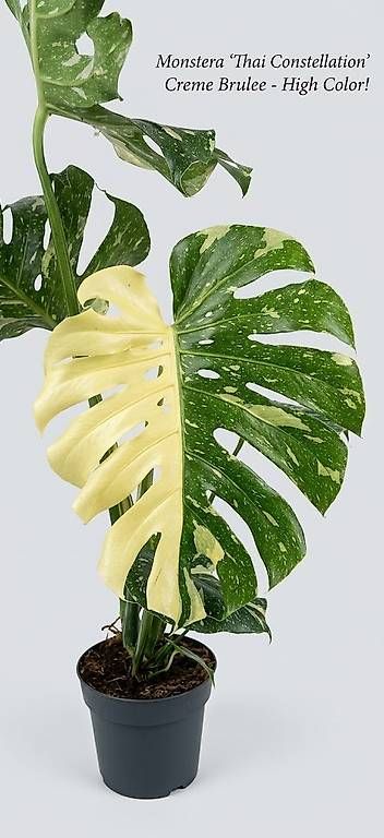 Piante & sementi: Half-Moon Monstera Thai Constellation 'Creme Brulee' – Usato da Murg venduto da SwissBotanics 1