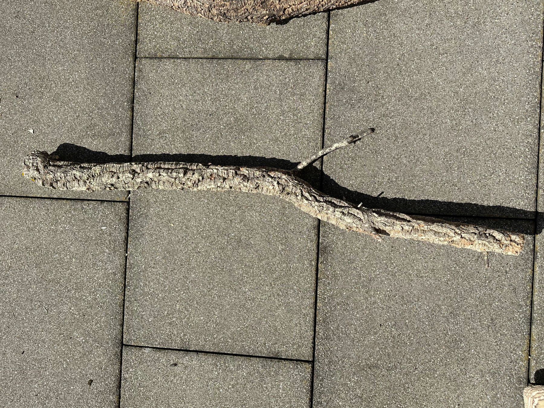 Articoli in legno: Trixie Kork Troncos ca. 96cm Lang & 8cm Durchmesser – Usato da Samstagern venduto da Panizza 1