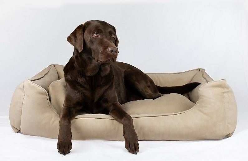 Cucce & Letti: orthopäsisches Hundebett Senja – Usato da Lyss venduto da Zooroco 2