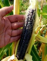 50 SAMEN MAIS SCHWARZ GRAINES SEMI SEEDS SEMILLAS