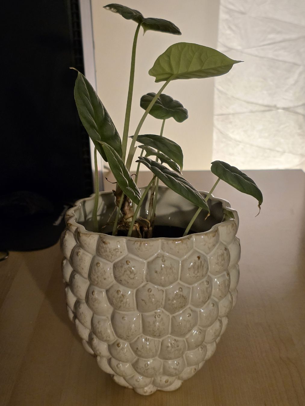 Vasi & Recipienti: Beau Vase / joli cache-pot – Nuovo (secondo la descrizione) da Schlieren venduto da Hope_2026 3