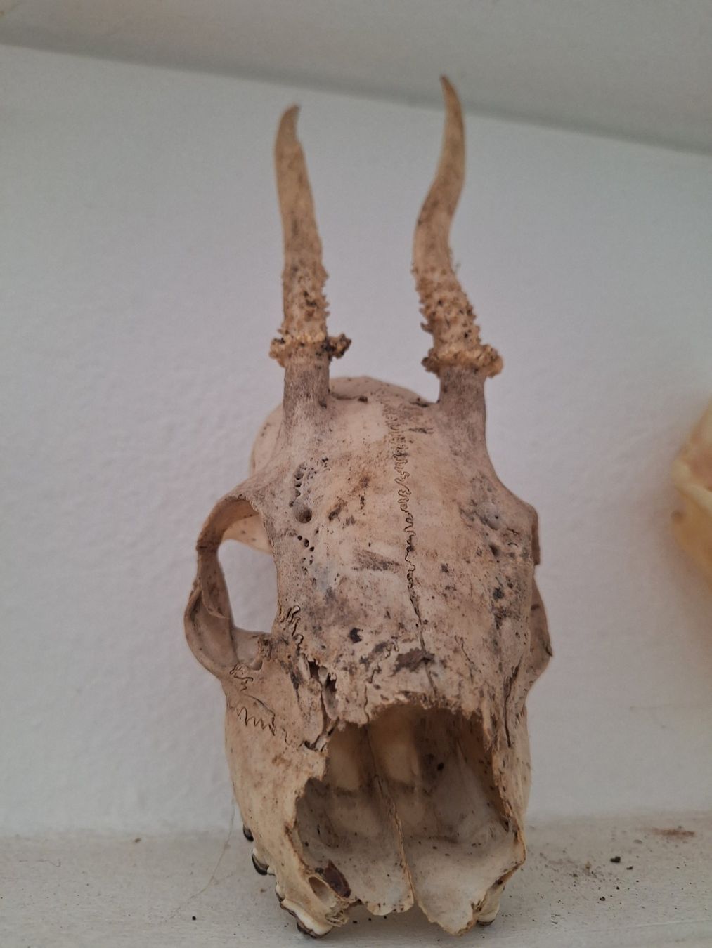 Figuren: Schädel Reh, Dachs, Fuchs, Bieber – Gebraucht aus Mümliswil von Arva 3