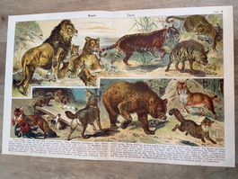 Raubtiere Vintage Schaubild 1923 antike Buchseite gefaltet