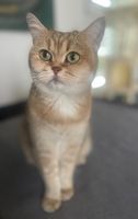 Zuverlässige und liebevolle Katzenbetreuung