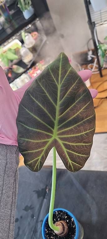 Piante & sementi: Alocasia Regal Shield – Usato da Wallenwil venduto da pet_mz5n 1