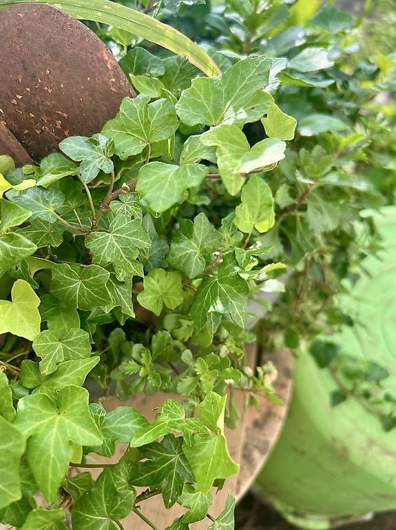 Plantes & graines: Efeu – Neuf avec emballage d'origine à Frauenfeld par Irene.Schuppli 3