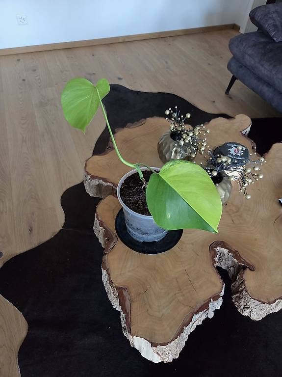 Piante & sementi: Monstera deliciosa Aurea – Usato da Jona venduto da pau_g7rc 2