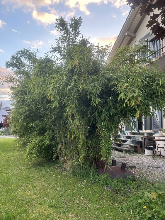 Bambus Fargesia Kaufen auf Ricardo