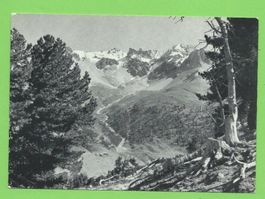 Arvenwald von Tamangur mit Starlexgruppe