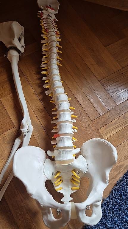 Kit di modellismo & Modellini statici: Anatomie Skelettteile – Usato da Haslen AI venduto da Merida33 1