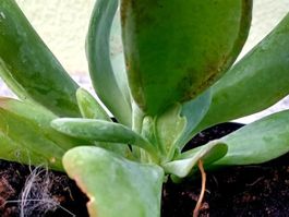 Sukkulente 10 cm ↕️ D: 15 cm Zimmerpflanze 🌱 Succulent,  Pl