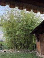 Bambusstaude gross für Garten, aktuell verpflanzt!