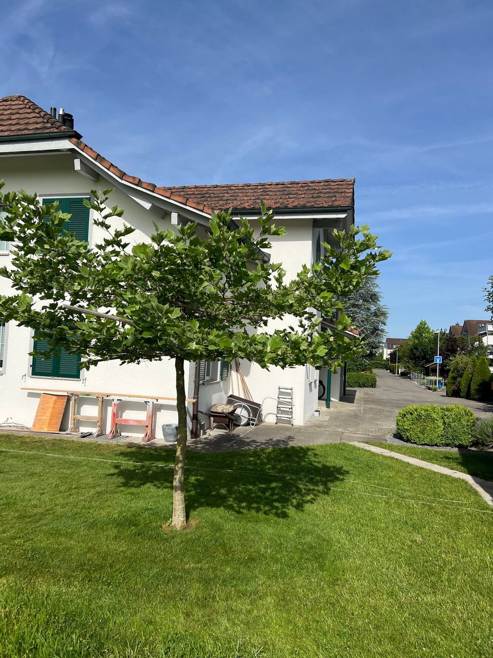 Pflanzen & Samen: Dachplantane/Schattenbaum – Gebraucht aus Schwarzenbach SG von erbi10 1
