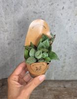 Hoya krohniana 'Arctic'
